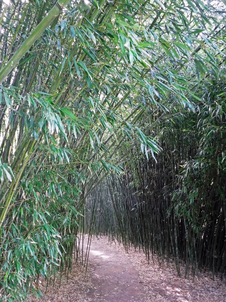 Bamboo forest path by Mariano Alemany