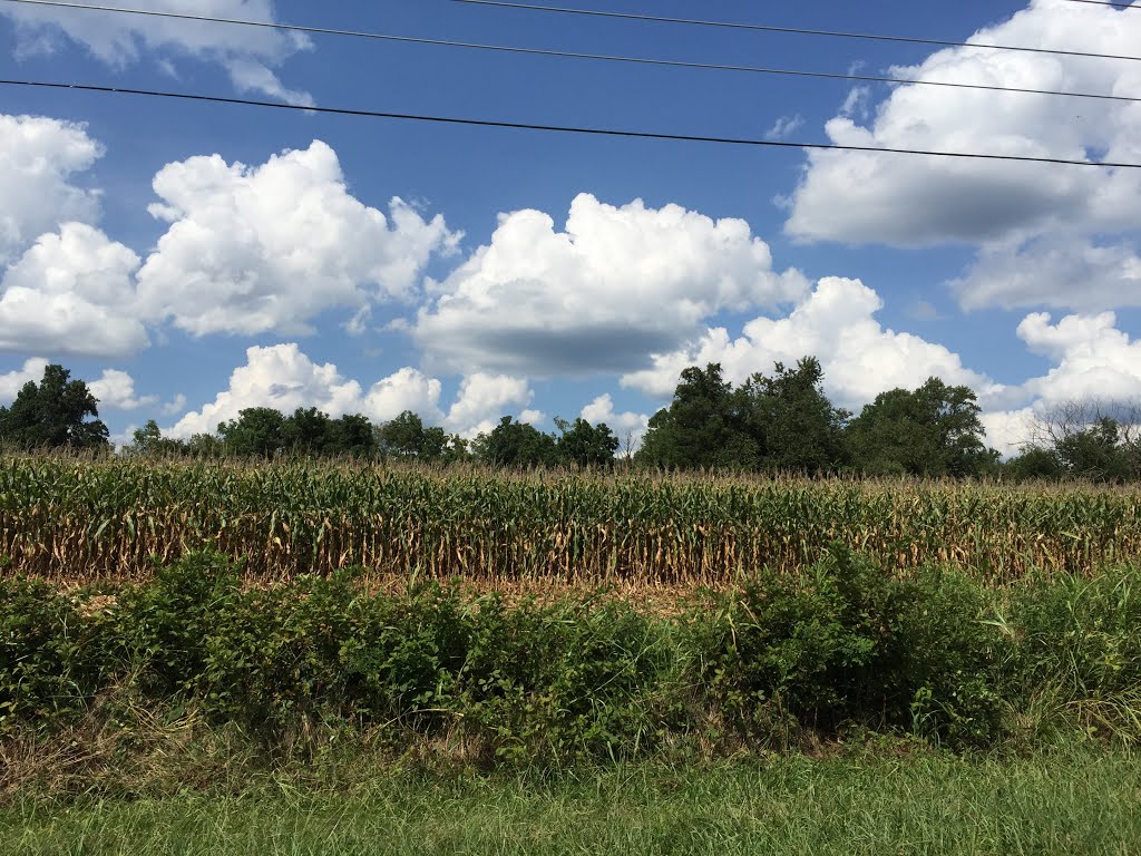 Corn Silage by Appy&Lucky