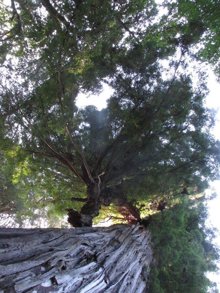 Looking Straight Up At A Giant Redwood In Prairie Creek Redwoods State Park, California Jul '15 by David Cure-Hryciuk