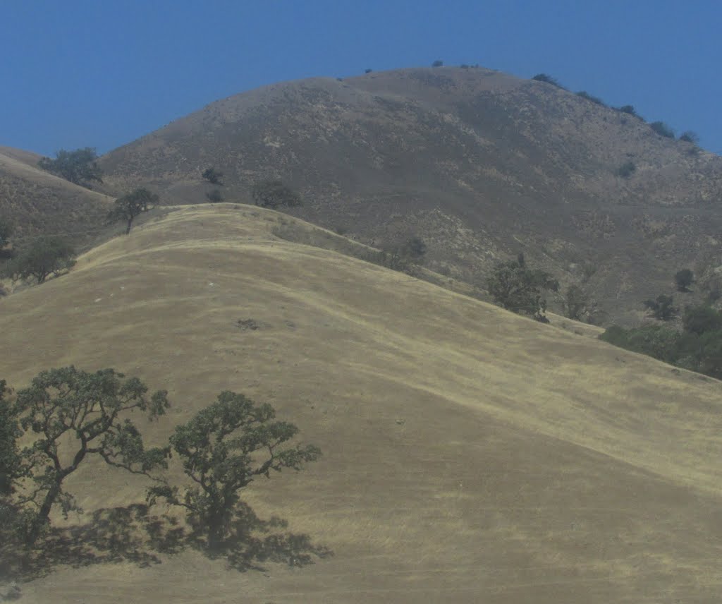 Scraggly Oaks And Golden Hills Under Clear Blue Sky Southeast Of San Jose, California Jul '15 by David Cure-Hryciuk