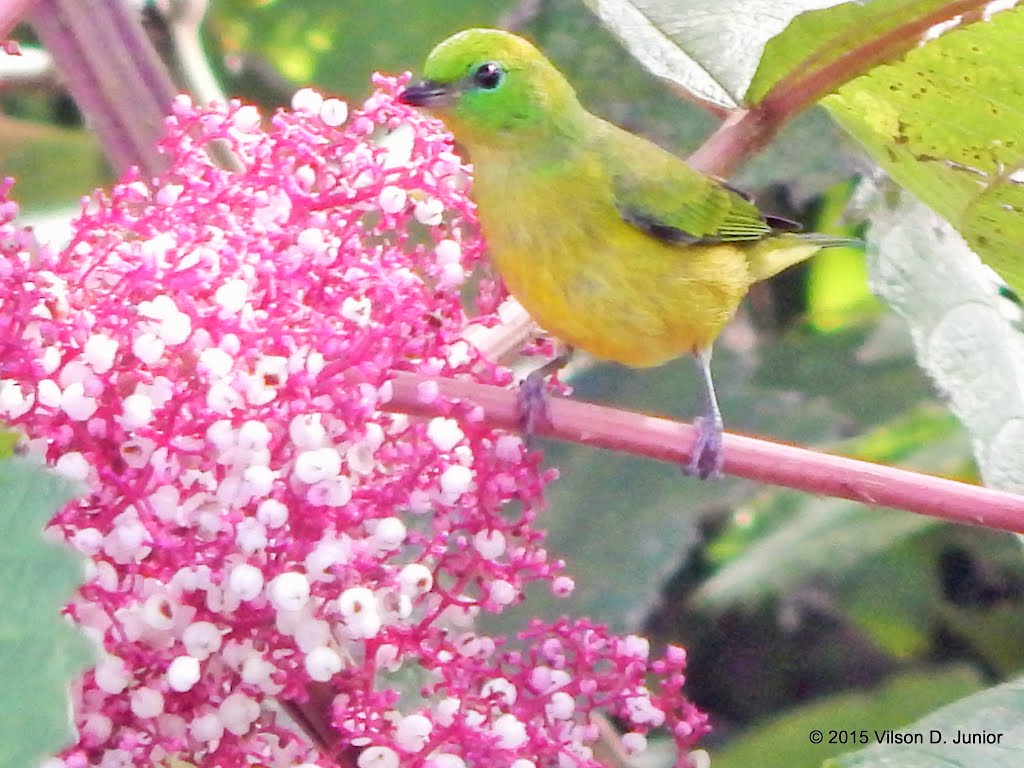 Chlorophonia cyanea - gaturamo bandeira by Vilson Daneli Junior