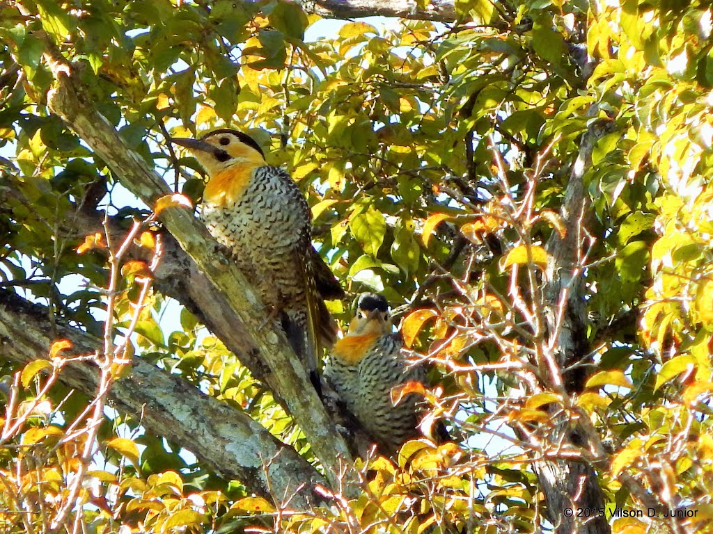 Colaptes campestris - pica pau do campo by Vilson Daneli Junior