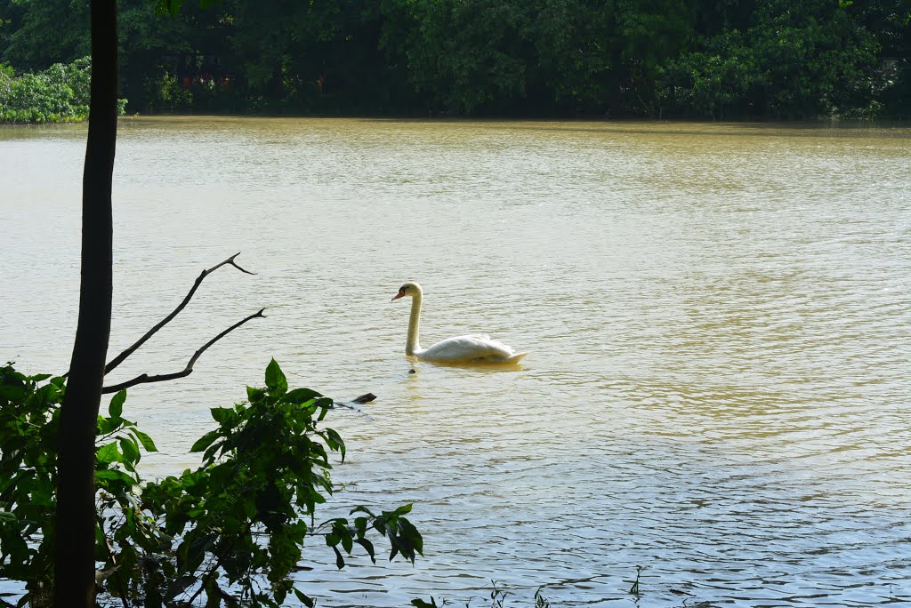 Alipore zoo lake by anish kumar