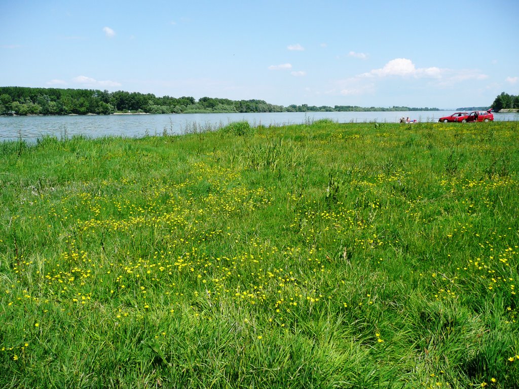 Sárga-virágos rét / Meadow with yellow flowers by Reni & Krisz