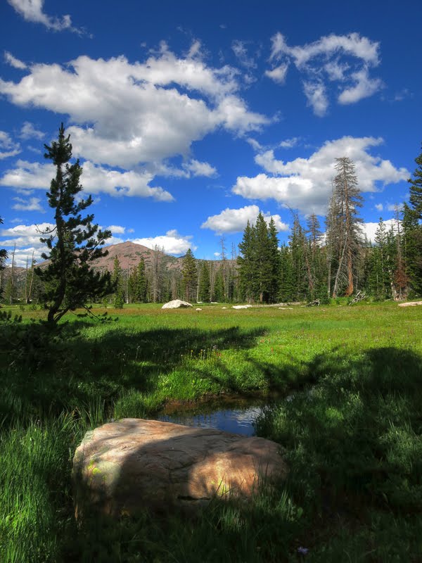 Uinta Meadow by Shawn Baugh