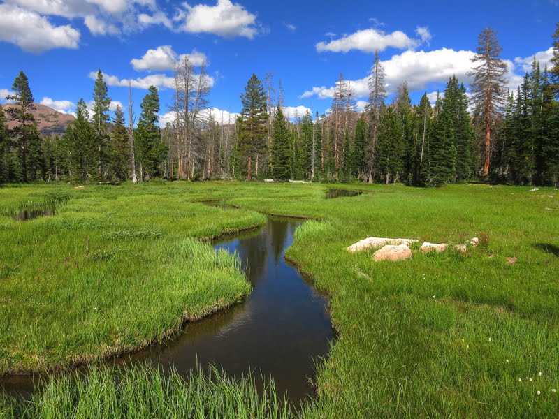 Uinta Meadow by Shawn Baugh