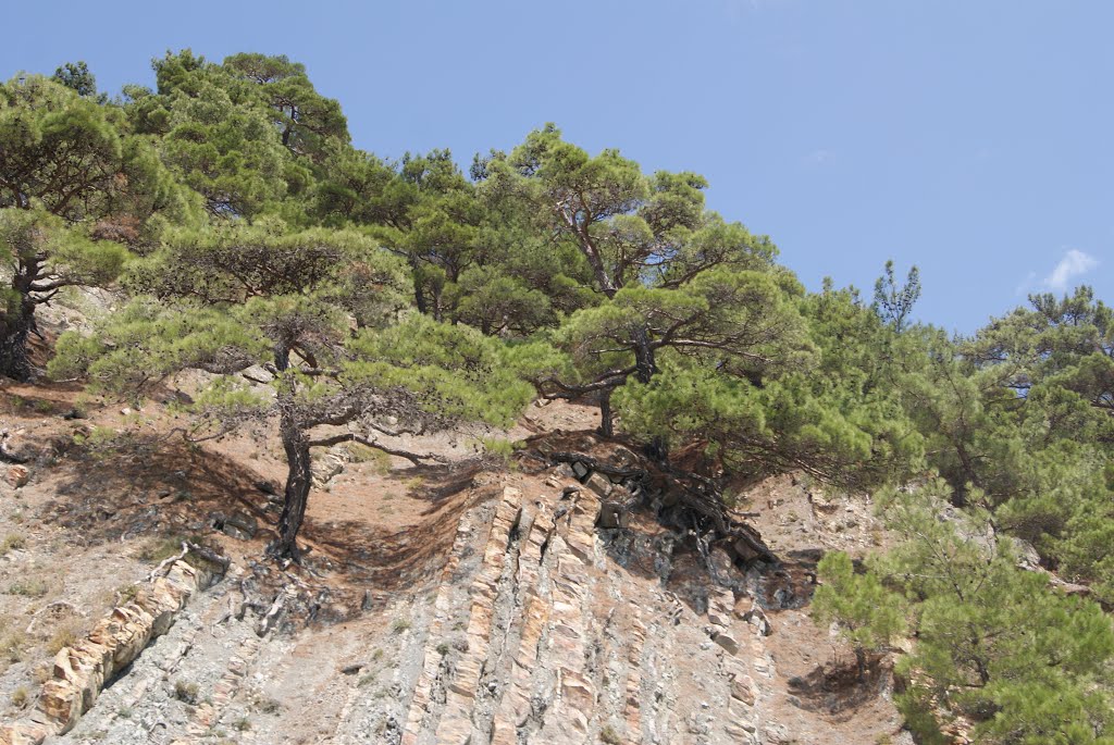 Mountain pines near the well-known rock of "Narus" in the settlement of Praskoveevka by john_smith14 (2)