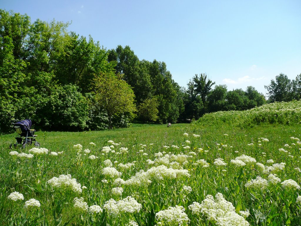 Fehér virágok a réten / White flowers on the meadow by Reni & Krisz