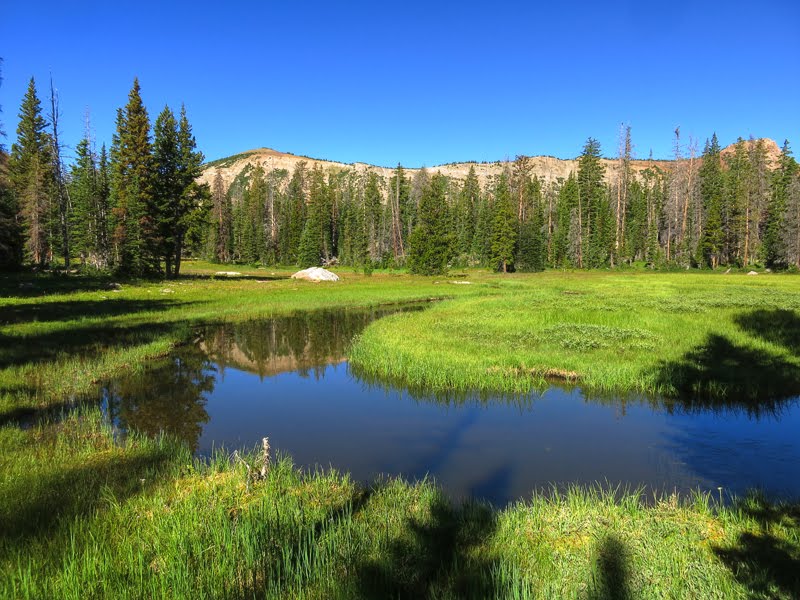 Uinta Meadow by Shawn Baugh