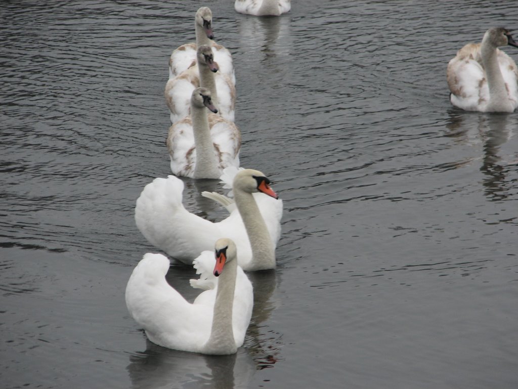 Swans Łabędzie Osieczek gmina Pniewy Poland by marlacho