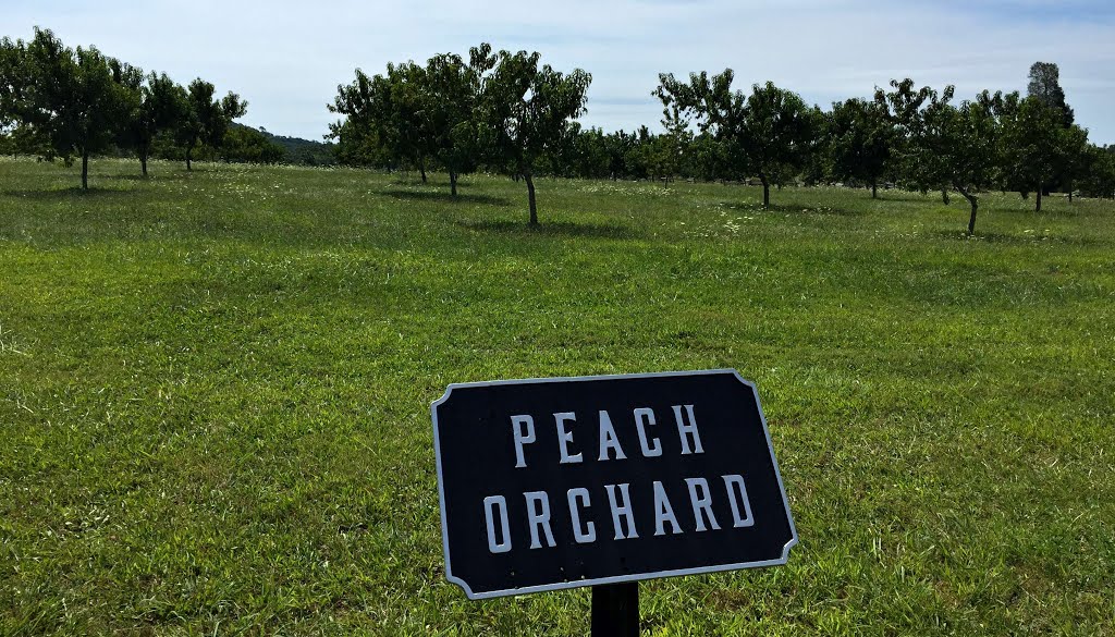 Peach Orchard Viewpoint by Michael Lowe