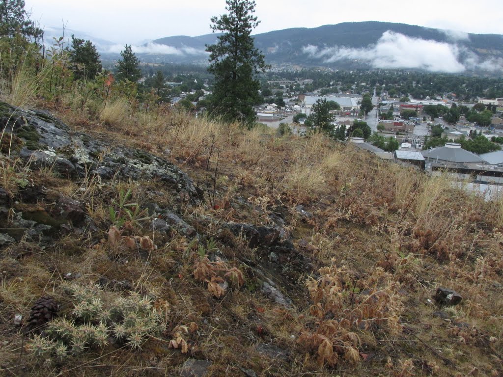 Cacti And Golden Grassland Overlooking Vernon BC And The Okanagan Valley Jul '15 by David Cure-Hryciuk