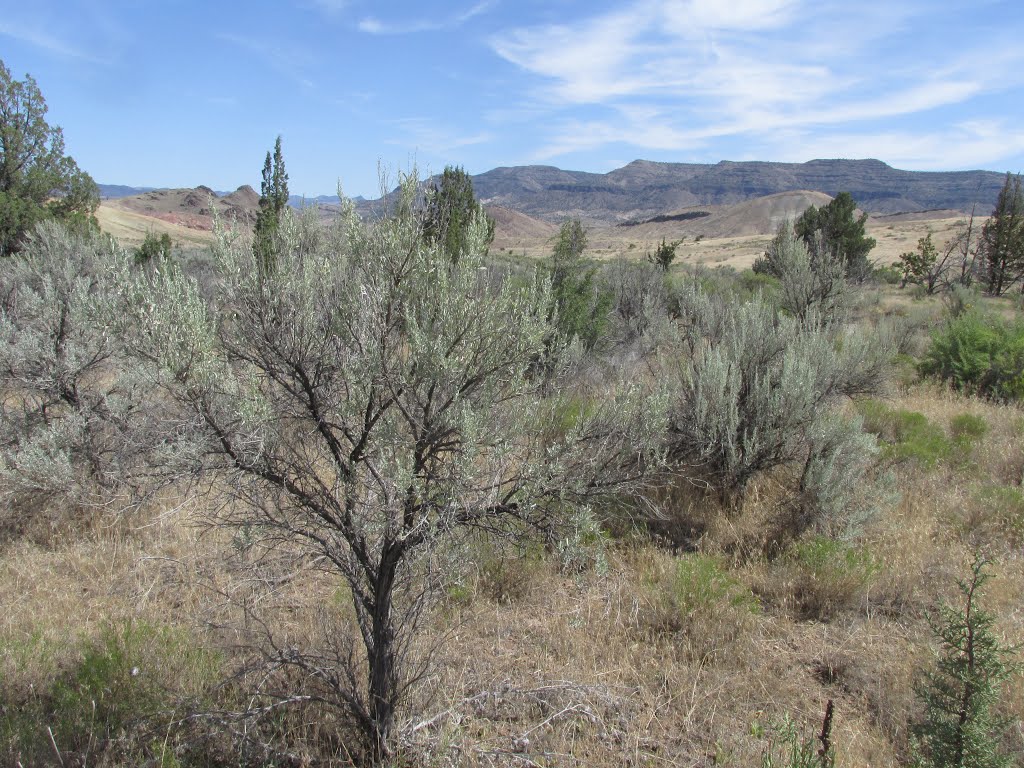 Sage Brush Under Clear Blue Sky In John Day Fossil Beds National Monument, Oregon Jul '15 by David Cure-Hryciuk