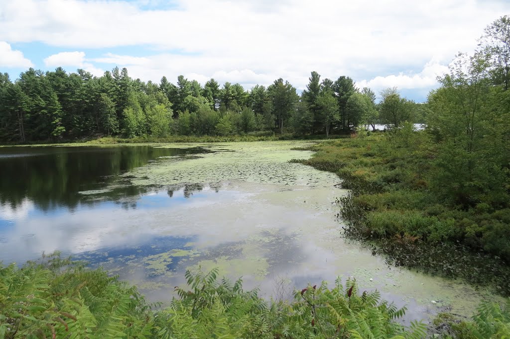 A canal was dug from a mine on the east shore of Upper Rock Lake, to Stonehouse Lake in the background, to this pond and to continuing on the lower right to bring phosphate ore to the CNoR rail siding here in 1910. The CNoR had just been built from Napanee to Ottawa. Phosphate was used as fertilizer. It did not last long. by Steve Manders