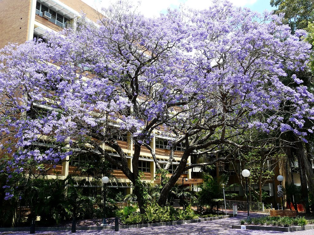 University of Queensland by Jack Kuo