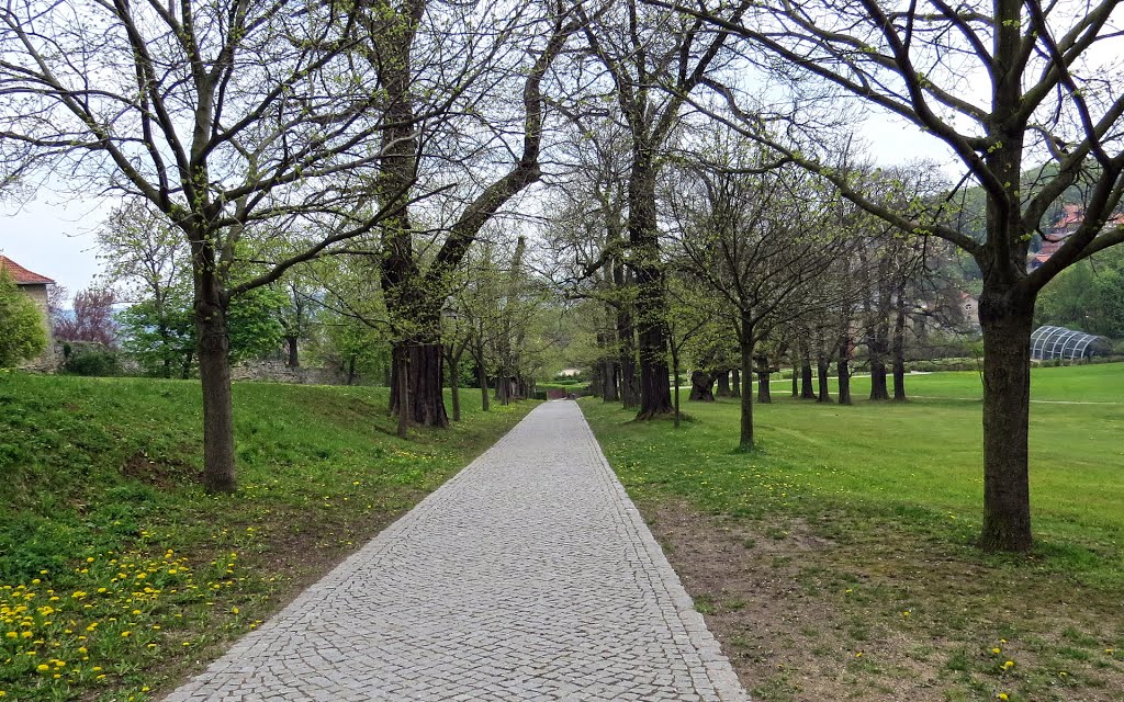 Allee, Blankenburg by Alliariapetiolata