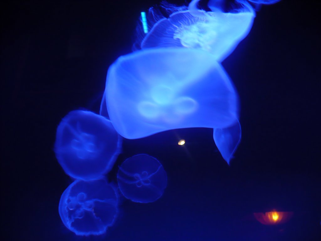 Jellyfish by marc3450