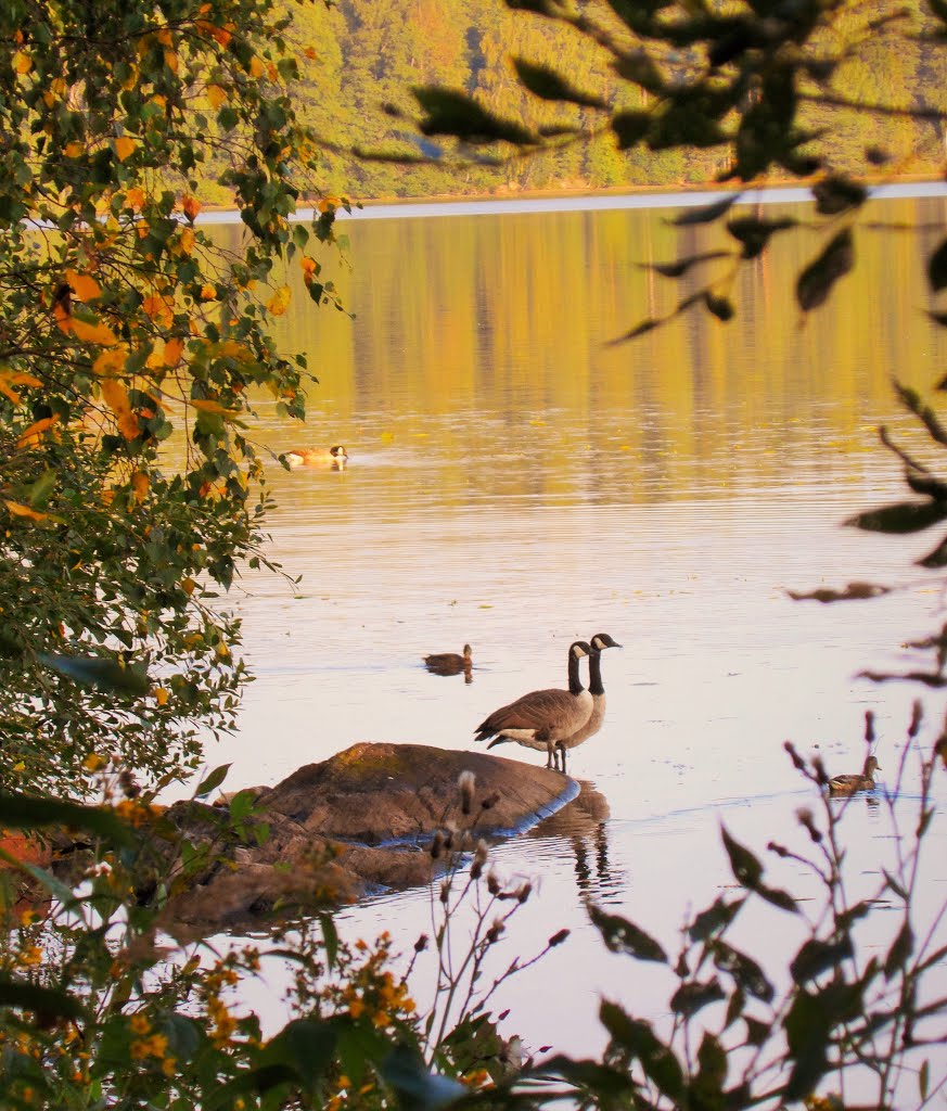 Haikari,Lohja by Matti Henrik