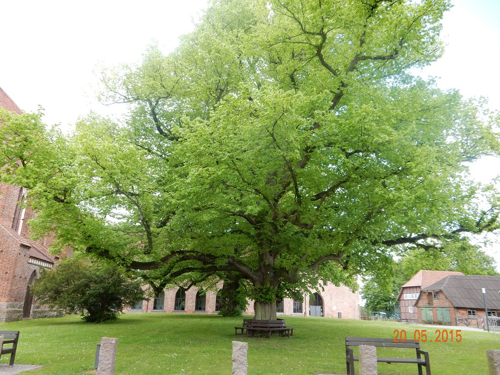 Zarrentin am Schaalsee,Linden.20-05-2015. by johan