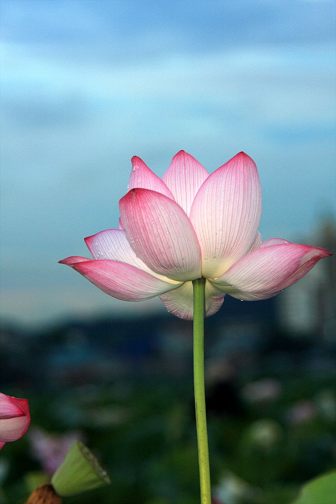 Lotus Pond in Siheung City by Justin Kang Byong-ta…