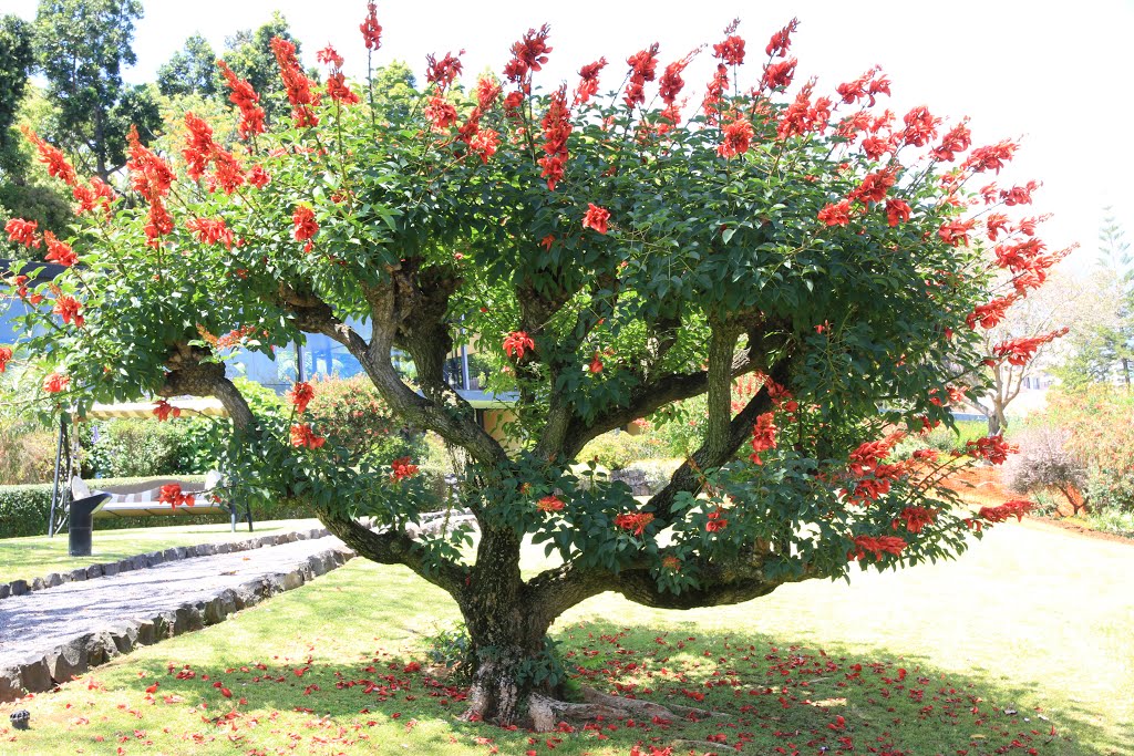 São Martinho, Funchal, Portugal by Thomas Ahlmeyer