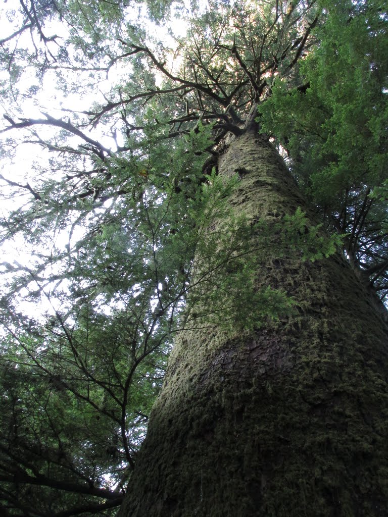 Massive Rainforest Trees In Oswald West State Park, Oregon Jul '15 by David Cure-Hryciuk