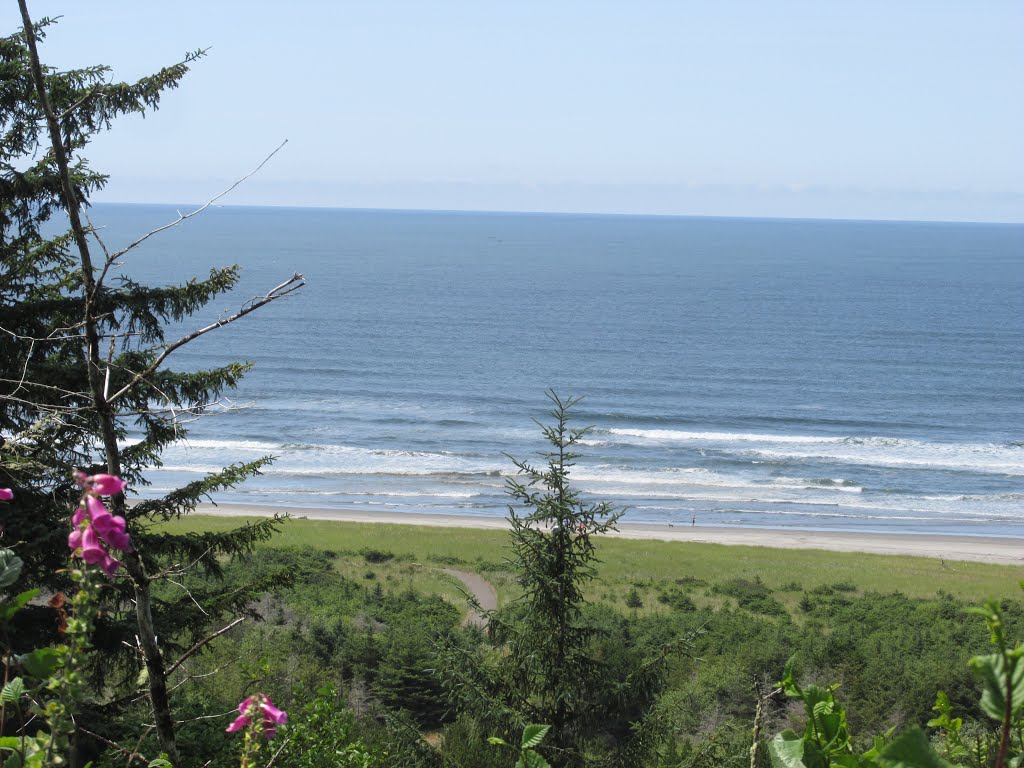 Wildflowers Overlooking Contrasting Ocean Blue In Cape Disappointment State Park, Washington Jul '15 by David Cure-Hryciuk