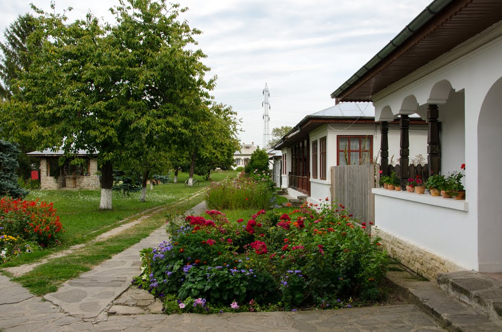 Zamfira 107343, Romania by Marian Dobre