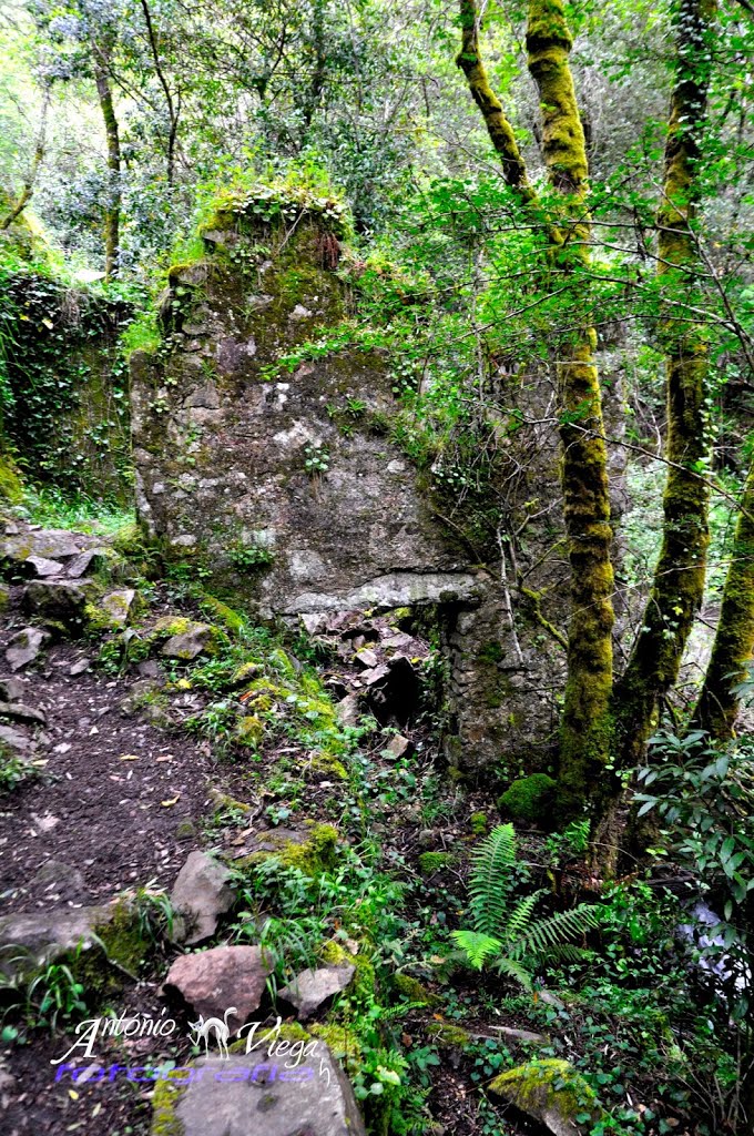 Cascata Pedra da Ferida (Espinhal) by António Viegas