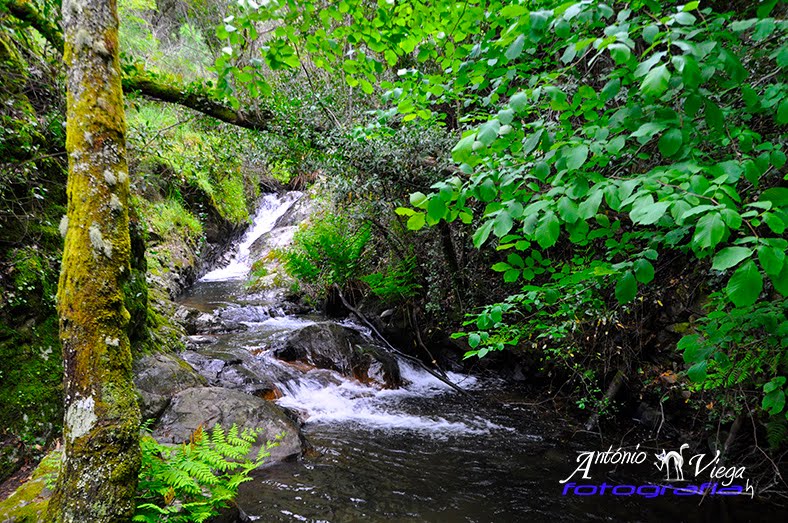 Cascata Pedra da Ferida (Espinhal) by António Viegas