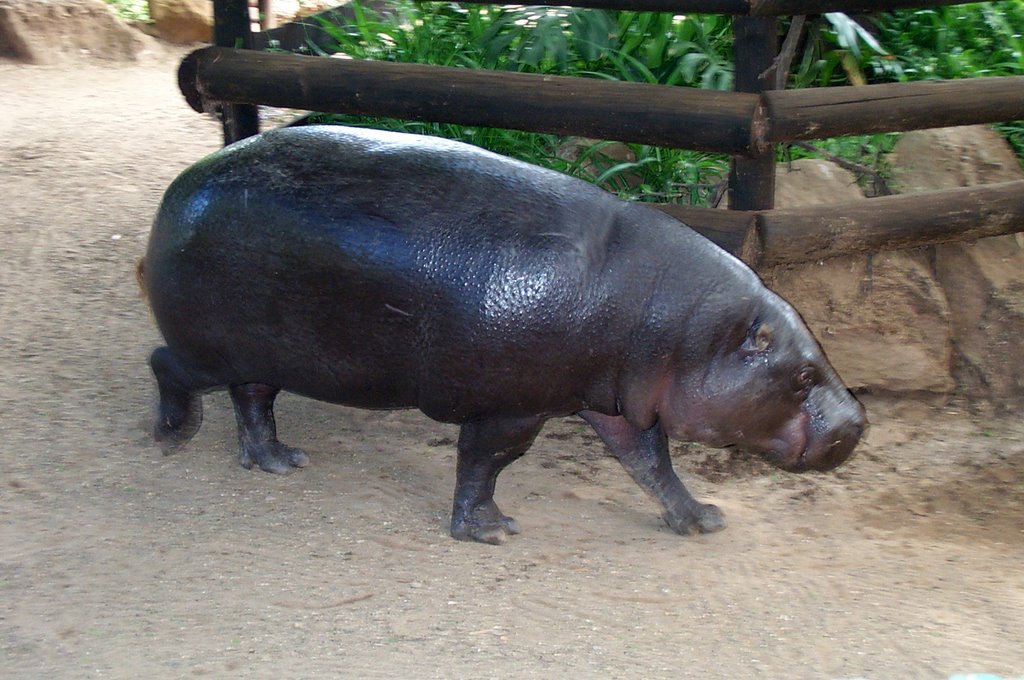 SUDAF Cango Wildlife Ranch Hippo by Christian Bersano