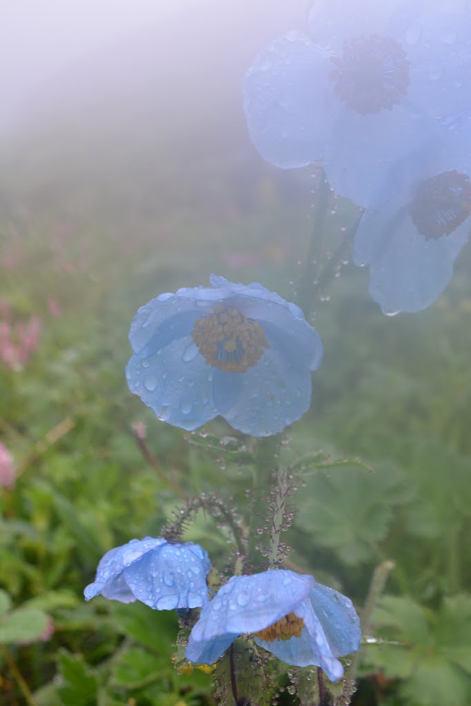 Blue Poppy! near Hemkund by gudiprakash