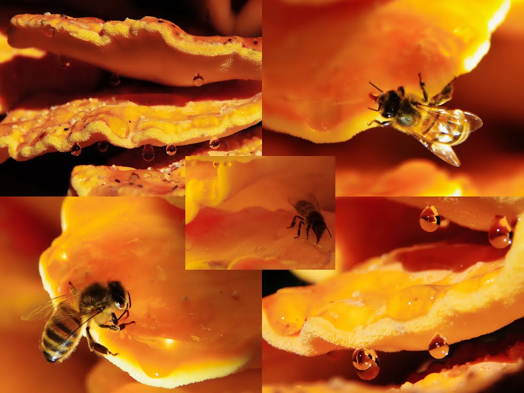 Detail of Laetiporus sulphureus (Chicken of the Woods or Sulphur shelf, D= Schwefelporling, F= Polypore soufré, NL= Zwavelzwam) white spores and causes brown rot, with lots of guttation drops and a drinking bee. For an overview see the preceding image by Henk Monster