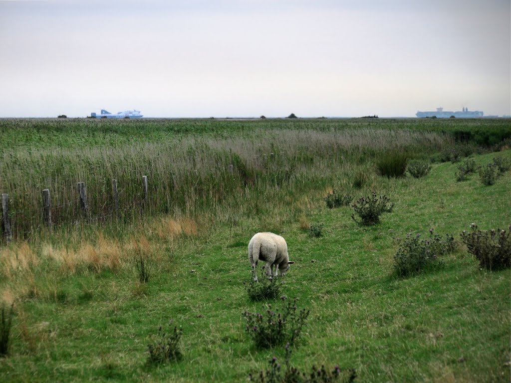 Ein Deichschaf by ikar.us