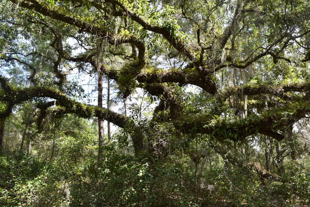 Live oak with resurrection ferns by The Andy