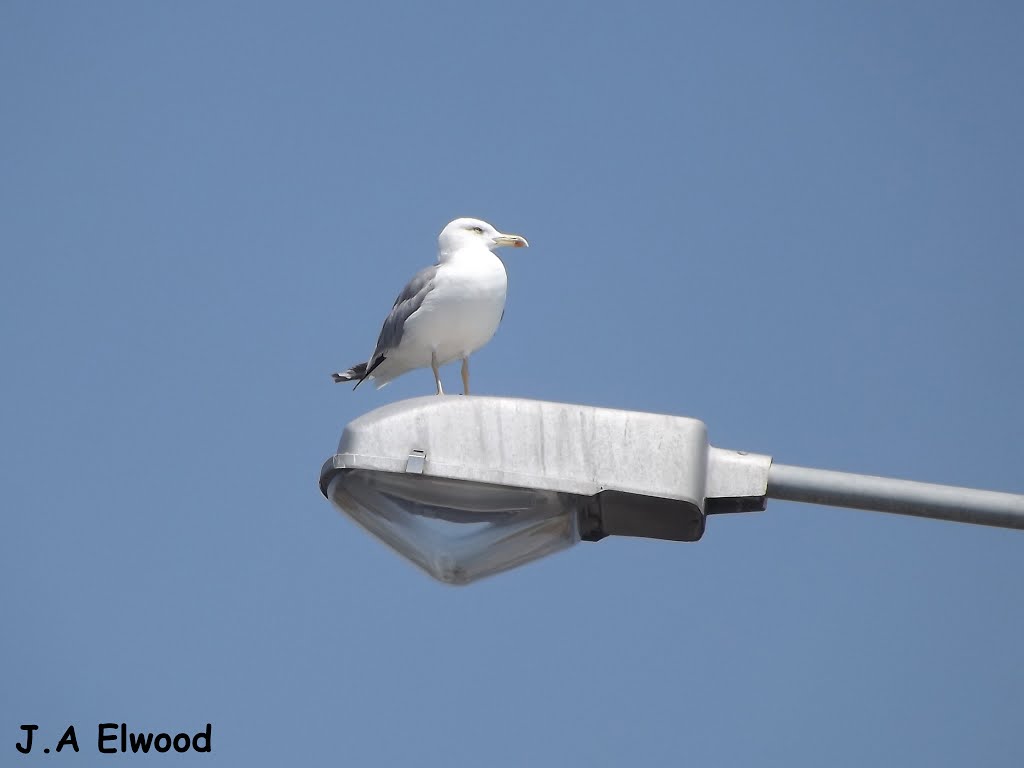 Seagulls by J.A ELWOOD