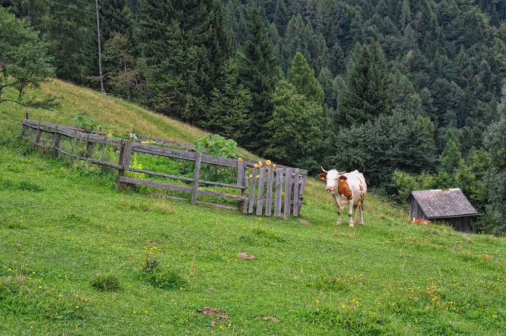 Prtovč by Valter Erzetič New