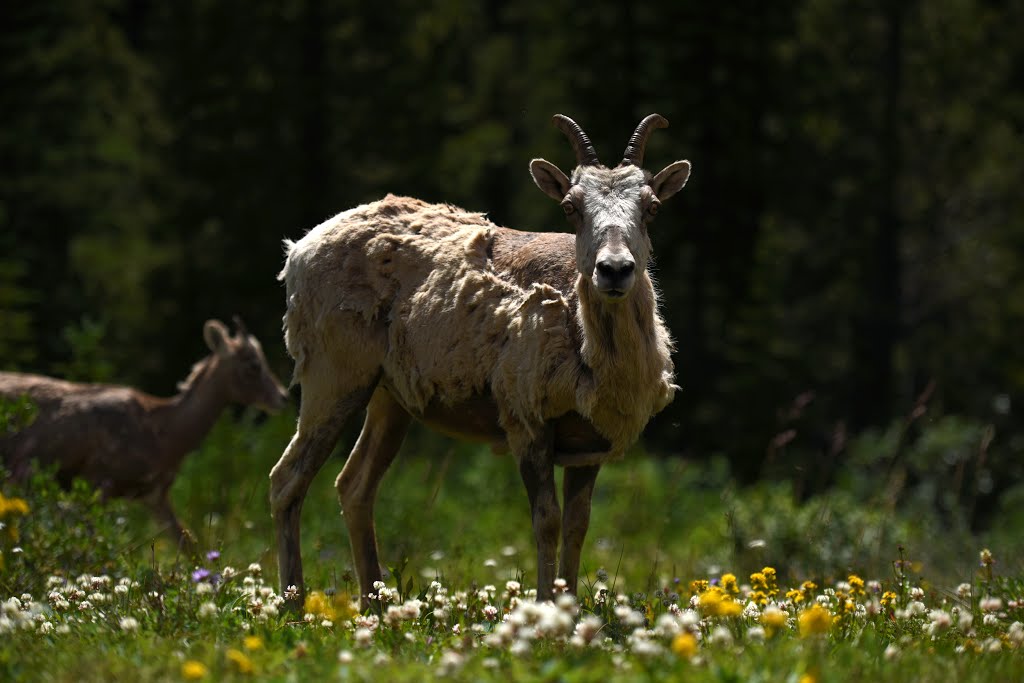 Kananaskis, AB T0L, Canada by alberiomichel