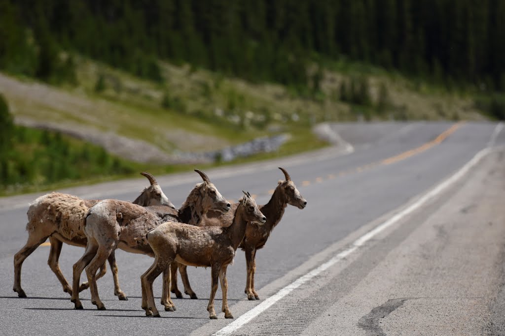 Kananaskis, AB T0L, Canada by alberiomichel