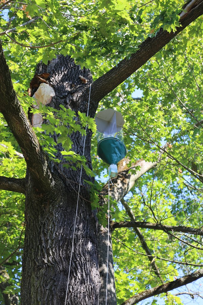 Regensburg - Park bei Schloss Emmeram - Eine Insektenfalle 49° 0' 50.39" N 12° 5' 55.85" E by A.B.W.