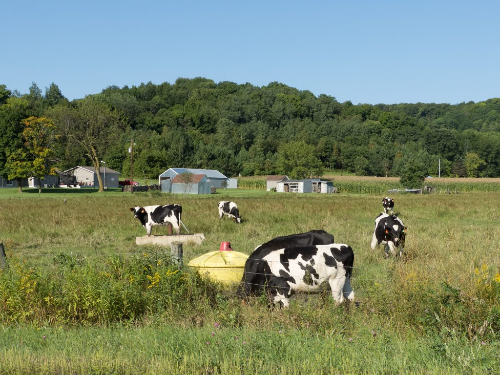 Spotted cows by Rich R