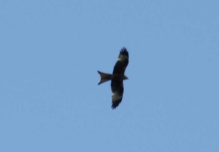 Red Kite Soaring by dave brown