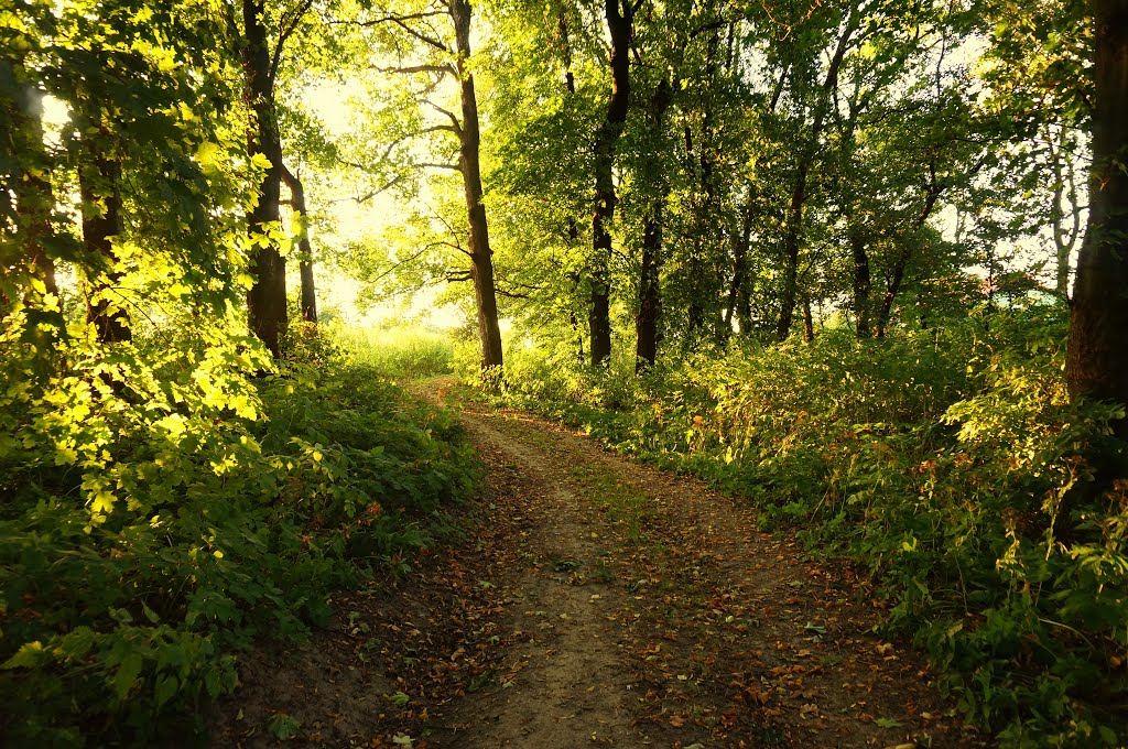 Park chroberski, trochę zdziczały by Teresa Spy