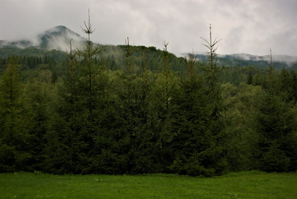 Bieszczady, szlak na Tarnicę ( Bieszczady, trail on Tarnica ) by Slawomir Purzycki