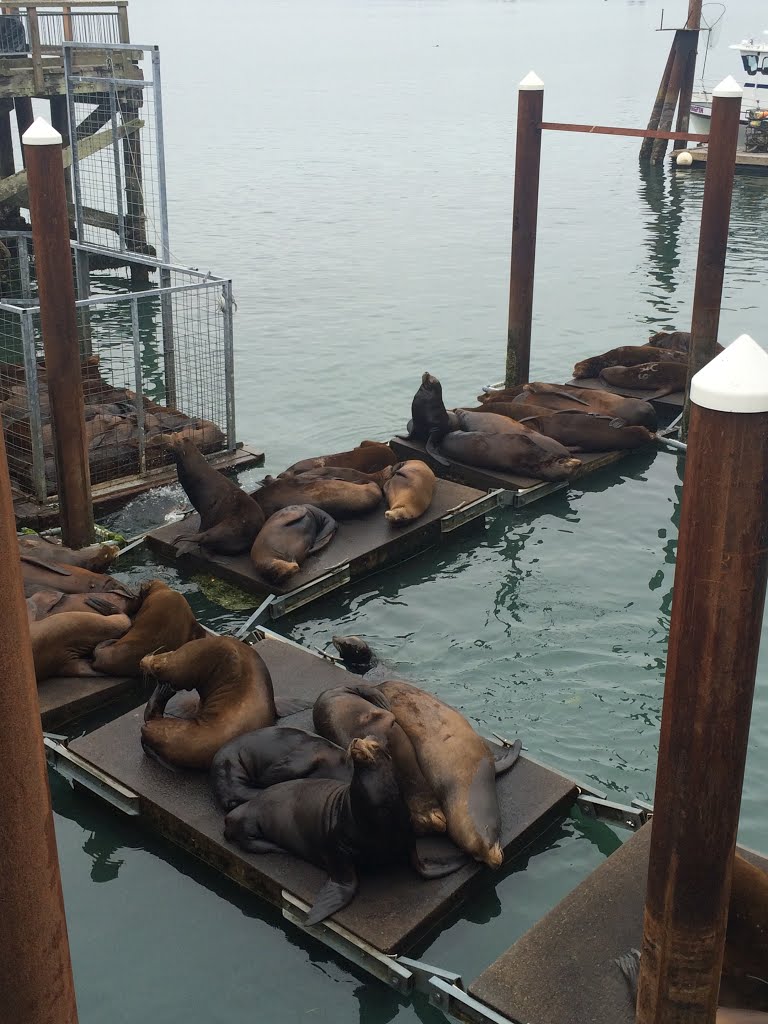 The famed sea lions of Yaquina Bay. Entertaining tourists with their antics for decades. by A. Wade