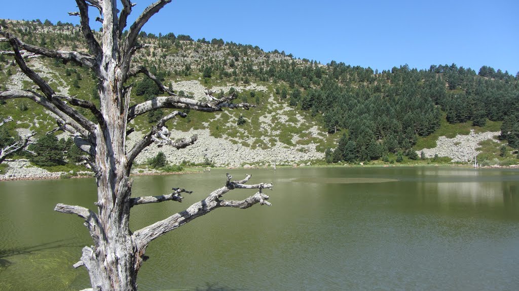 Árbol en la Laguna de las Pardillas by jgfernandezfc