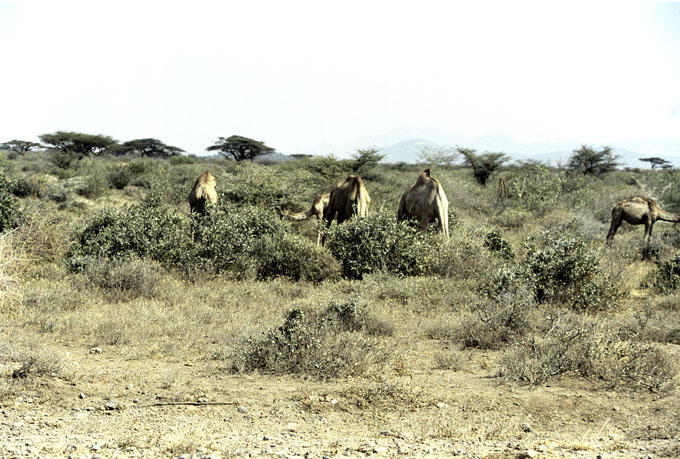 Samburu,Kenya by dave campbell