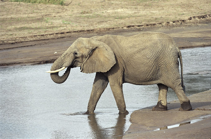 Samburu NP,Kenya by dave campbell