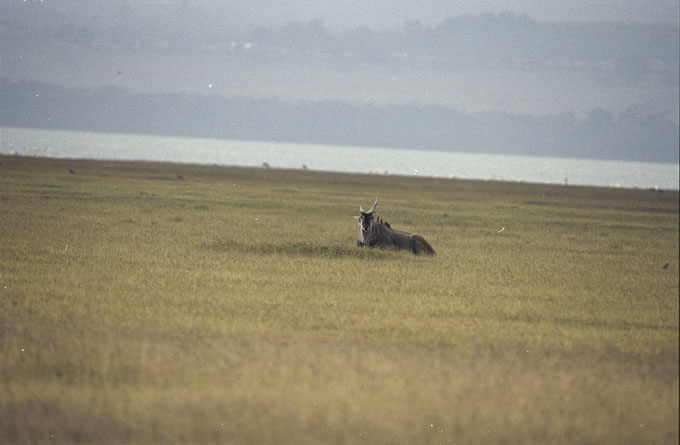 Baruti East, Nakuru, Kenya by dave campbell