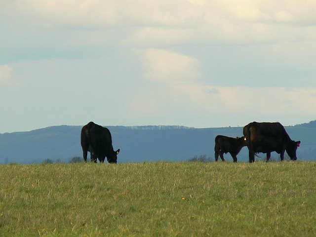 Cattle near Salisbury Plain by Brian B16